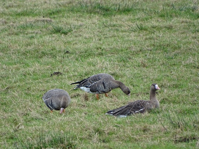 作与深厚的 作与深厚的